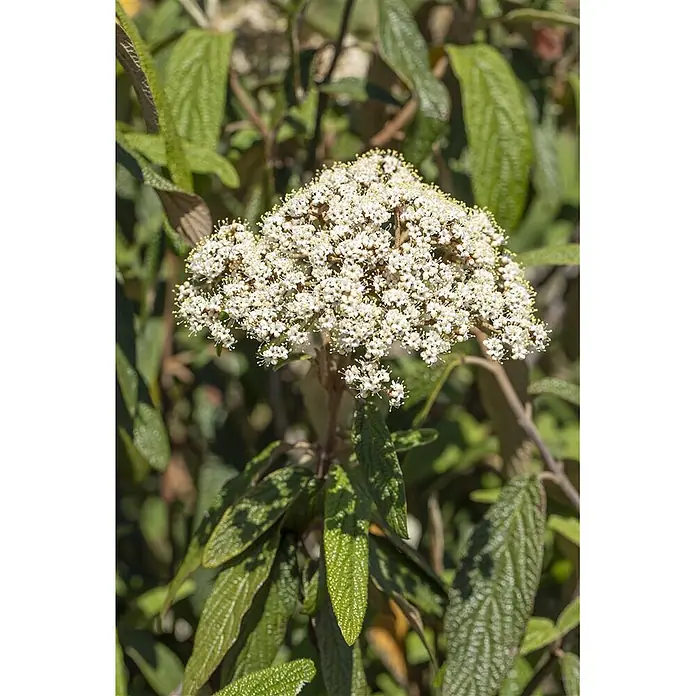 Pflanzen für dich Lorbeer-Schneeball 40-60 cm - Viburnum rhytidophyllum - Eine Ansammlung kleiner weißer Blüten mit gelben Zentren an einer Pflanze mit strukturierten grünen Blättern.