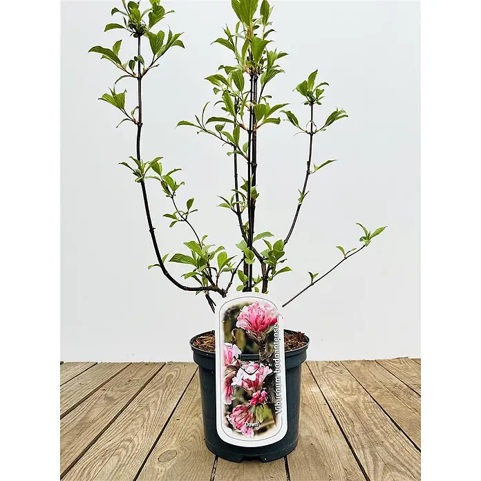 Pflanzen für dich Lorbeer-Schneeball 40-60 cm - Viburnum bodnantense 'Dawn' - Topfpflanze mit grünen Blättern und Etikett mit rosa Viburnum bodnantense 'Dawn' Blüten.