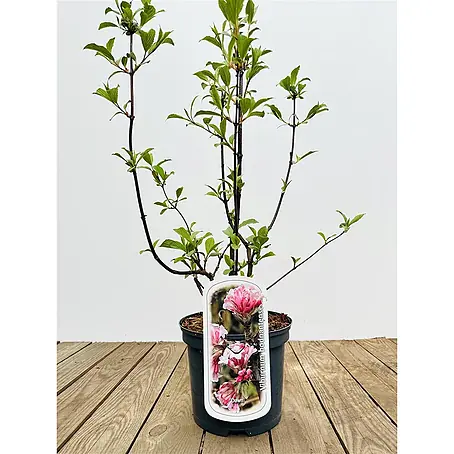 Pflanzen für dich  Lorbeer-Schneeball 40-60 cm