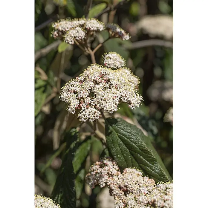 Pflanzen für dich Lorbeer-Schneeball 40-60 cm - Viburnum rhytidophyllum - Nahaufnahme von weißen und rosafarbenen Blütenständen mit prominenten gelben Staubblättern.