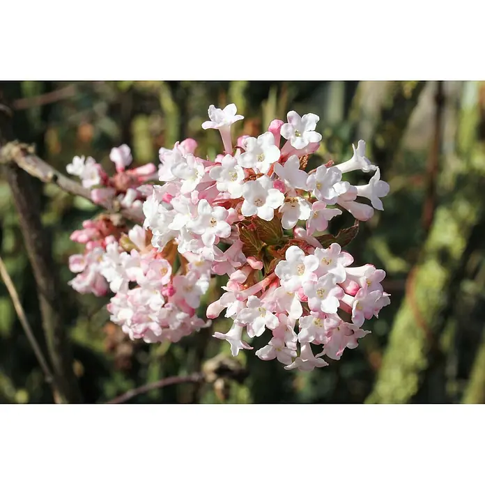 Pflanzen für dich Lorbeer-Schneeball Duft-Schneeball - Viburnum bodnantense 'Dawn' - Büschel kleiner rosa-weißer Blüten an einem Ast in natürlicher Umgebung.