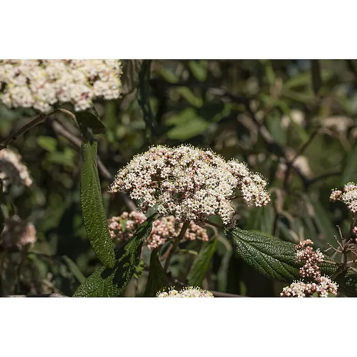 Pflanzen für dich Lorbeer-Schneeball 40-60 cm - Viburnum rhytidophyllum - Dolden kleiner, hellrosa-weißer Blüten mit gelben Staubgefäßen und dunkelgrünen, strukturierten Blättern.