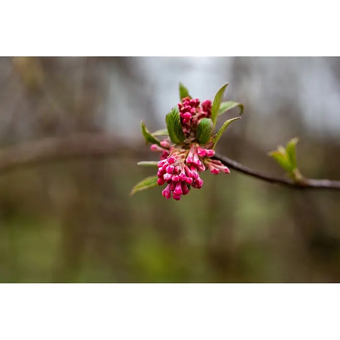Pflanzen für dich Lorbeer-Schneeball Duft-Schneeball - Viburnum bodnantense 'Dawn' - Leuchtend rosa Blütenknospen und zarte grüne Blätter sprießen an einem dünnen Ast.