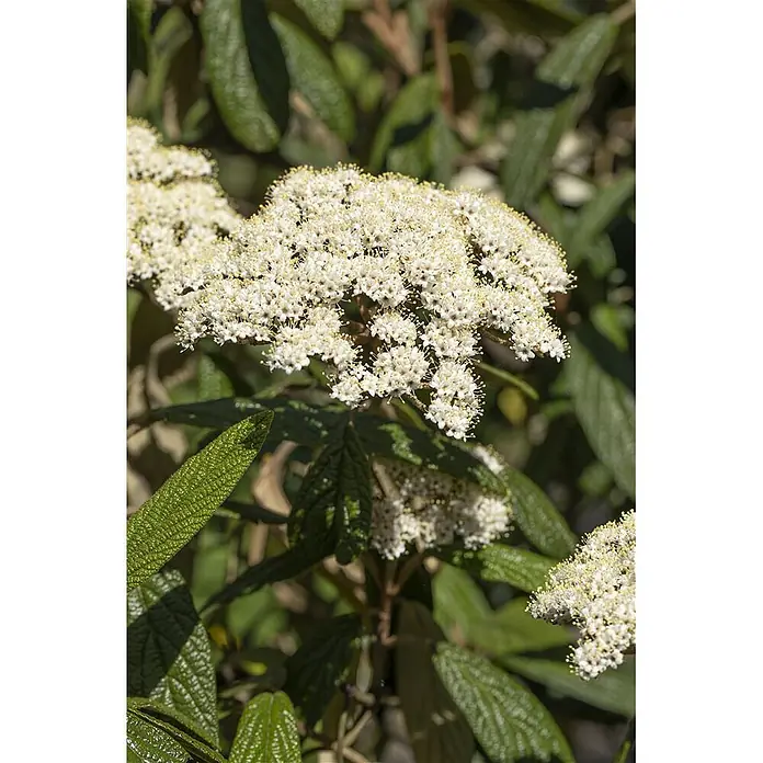 Pflanzen für dich Lorbeer-Schneeball 40-60 cm - Viburnum rhytidophyllum - Dichte Ansammlung kleiner weißer Blüten mit gelben Staubblättern, umgeben von strukturierten grünen Blättern.
