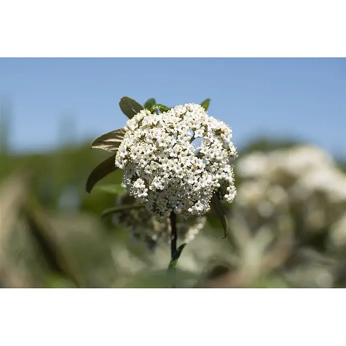 Pflanzen für dich Lorbeer-Schneeball 60-80 cm - Viburnum 'Pragense' - Dichter Verbund kleiner weißer Blüten mit blassrosa Zentren und grünen Blättern.