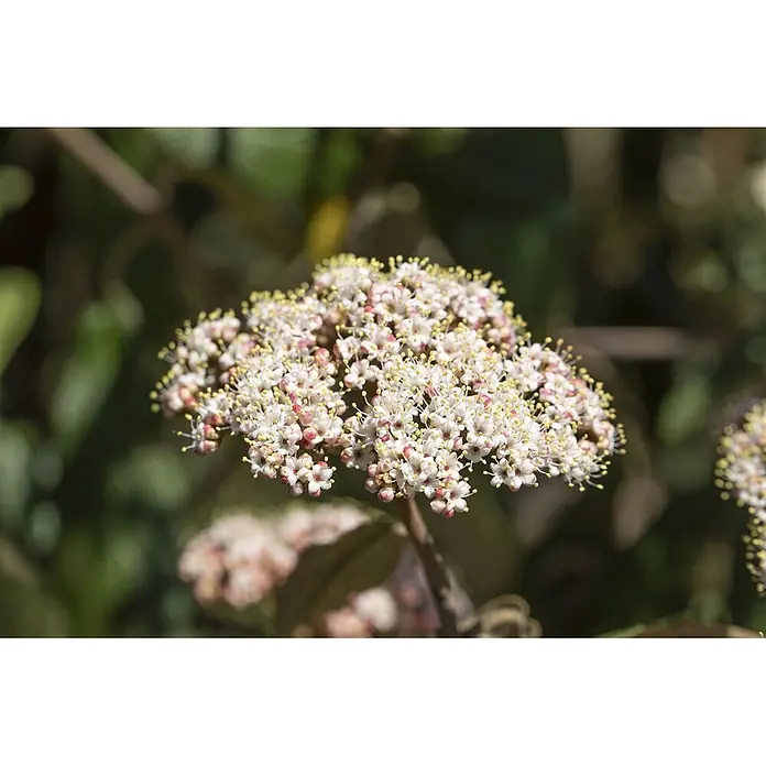 Pflanzen für dich Lorbeer-Schneeball 40-60 cm - Viburnum rhytidophyllum - Nahaufnahme eines dichten, flachen Blütenstandes mit kleinen weißen und rosafarbenen Blüten und gelben Staubgefäßen.