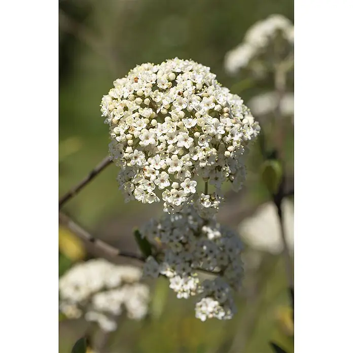 Pflanzen für dich Lorbeer-Schneeball 60-80 cm - Viburnum 'Pragense' - Dichte Ansammlung kleiner weißer Blüten mit gelblichen Zentren.