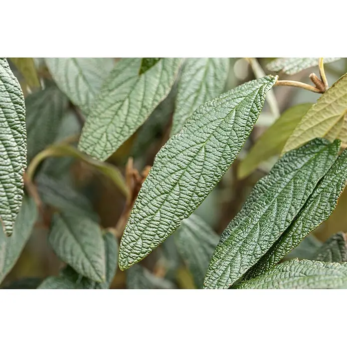 Pflanzen für dich Lorbeer-Schneeball 60-80 cm - Viburnum 'Pragense' - Nahaufnahme von grünen, stark texturierten Pflanzenblättern mit ausgeprägten Adern.