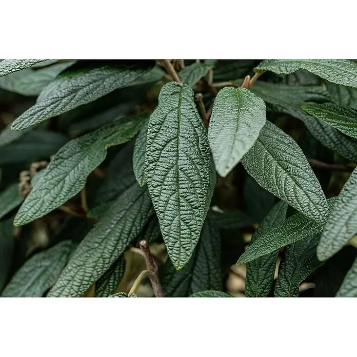 Pflanzen für dich Lorbeer-Schneeball 60-80 cm - Viburnum 'Pragense' - Tiefgrüne, deutlich geäderte Blätter mit welliger Textur.