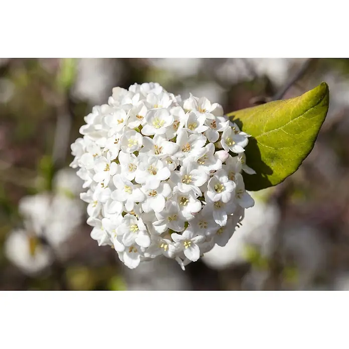 Pflanzen für dich Lorbeer-Schneeball 60-80 cm - Viburnum carlesii 'Aurora' - Nahaufnahme einer Ansammlung kleiner weißer Blüten mit gelben Zentren und einem grünen Blatt.