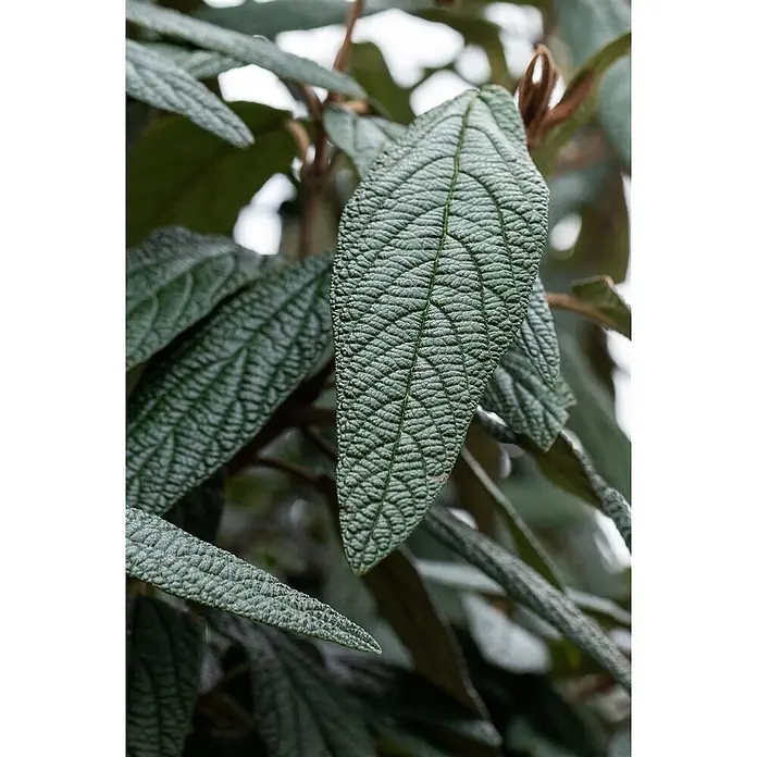 Pflanzen für dich Lorbeer-Schneeball 60-80 cm - Viburnum 'Pragense' - Dunkelgrüne Pflanzenblätter mit ausgeprägter, tief strukturierter Oberfläche und sichtbaren Adern.