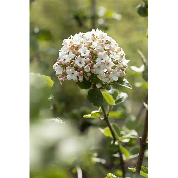 Pflanzen für dich Lorbeer-Schneeball 60-80 cm - Viburnum carlesii 'Aurora' - Ein kugelförmiger Blütenstand aus zahlreichen kleinen weißen Blüten mit hellrosa Knospen, umgeben von grünen Blättern an einem dünnen Ast.