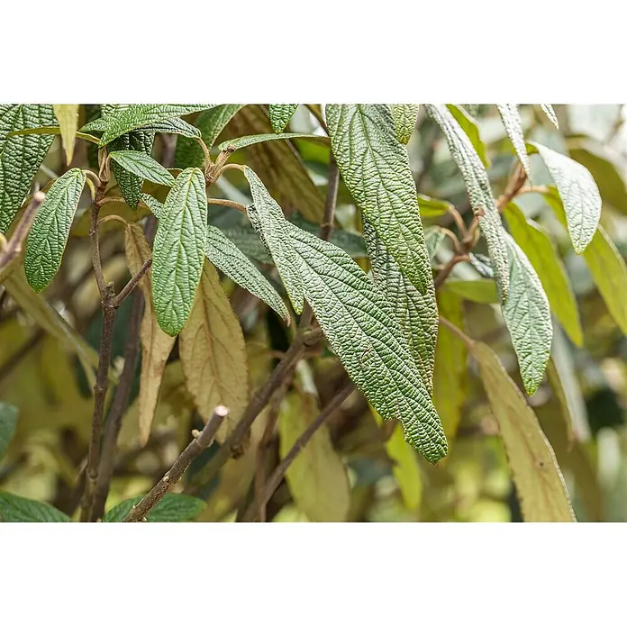 Pflanzen für dich Lorbeer-Schneeball 60-80 cm - Viburnum 'Pragense' - Nahaufnahme von leuchtend grünen Pflanzenblättern mit tiefer, faltiger Textur und ausgeprägten Adern.