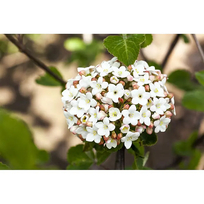 Pflanzen für dich Lorbeer-Schneeball 60-80 cm - Viburnum carlesii 'Aurora' - Nahaufnahme einer dichten, kugelförmigen Gruppe kleiner weißer Blüten mit gelben Zentren und rosa Knospen an einem belaubten Zweig.