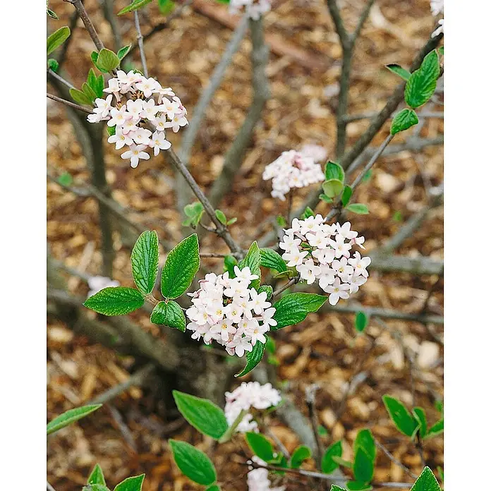 Pflanzen für dich Lorbeer-Schneeball 60- 80 - Viburnum burkwoodii 'Mohawk' - Hellrosa Blütenbüschel mit grünen Blättern an einem Holzstrauch.