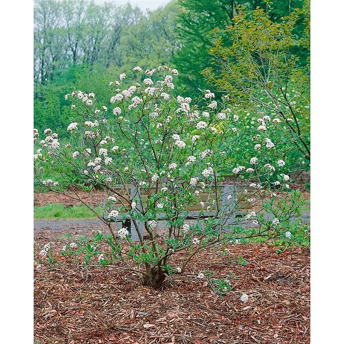 Pflanzen für dich Lorbeer-Schneeball 60- 80 - Viburnum burkwoodii 'Mohawk' - Blühender Strauch mit weißen Blüten und grünen Blättern, in Mulch gepflanzt, mit Parkbank im Hintergrund.