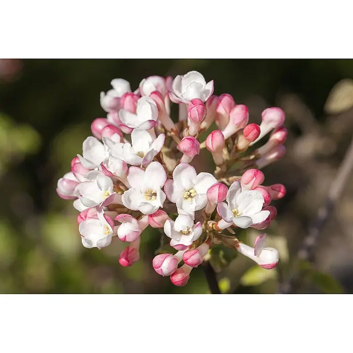 Pflanzen für dich Lorbeer-Schneeball 60-80 cm - Viburnum carlesii 'Aurora' - Cluster weißer und rosa Blüten mit gelben Zentren und geschlossenen rosa Knospen.