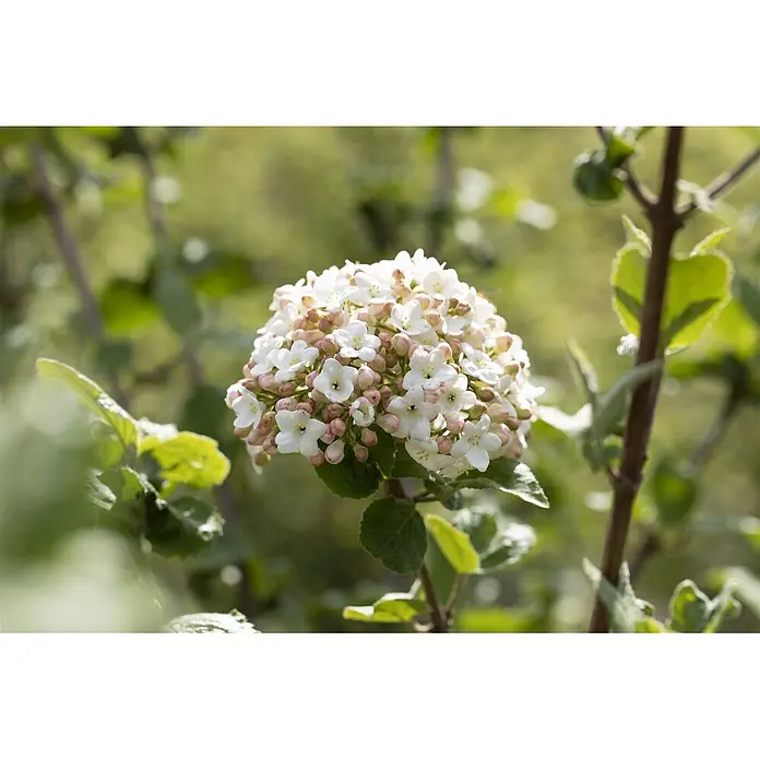 Pflanzen für dich Lorbeer-Schneeball 60-80 cm - Viburnum carlesii 'Aurora' - Kugelförmige Ansammlung weißer Blüten mit hellrosa Knospen.