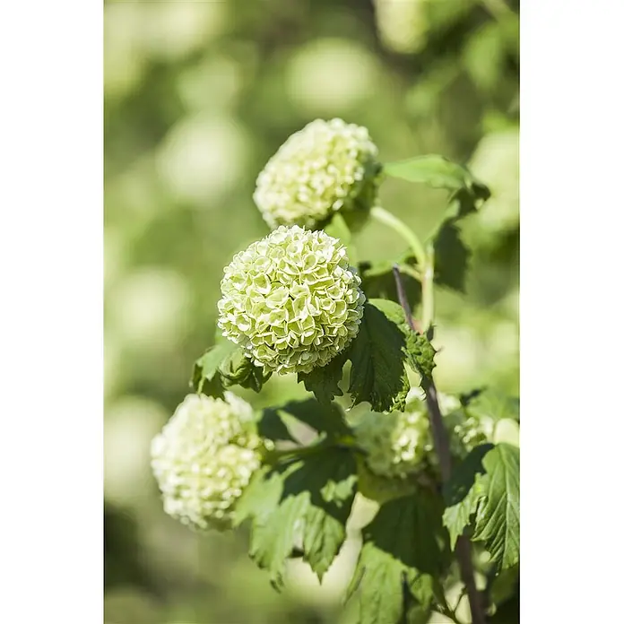 Pflanzen für dich Lorbeer-Schneeball 40-60 cm - Viburnum opulus 'Roseum' - Hellgrüne Schneeball-Viburnumblüten, an einem Ast gehäuft.