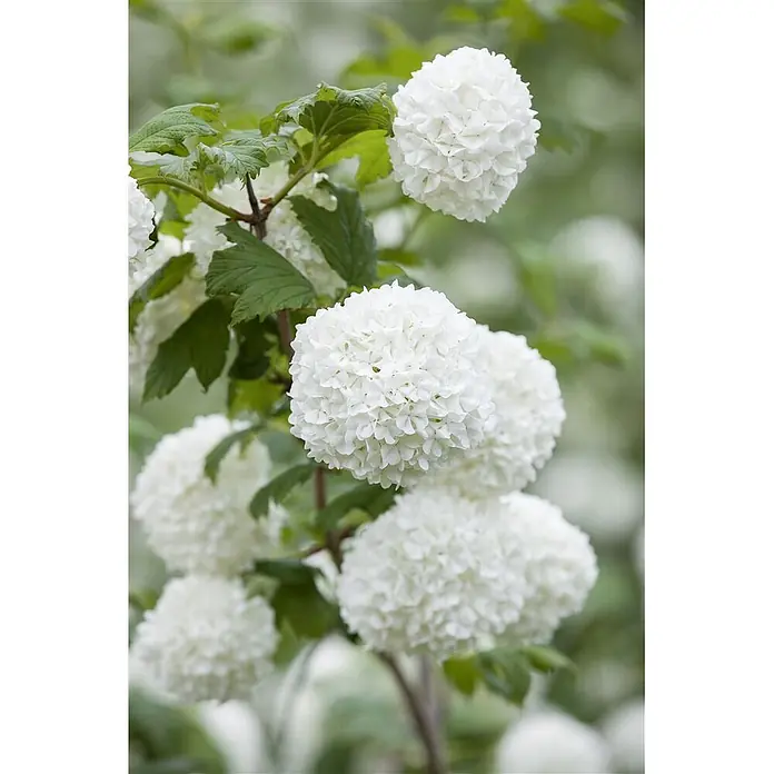 Pflanzen für dich Lorbeer-Schneeball 40-60 cm - Viburnum opulus 'Roseum' - Runde, weiße Schneeball-Blüten an einer Pflanze mit grünen Blättern.