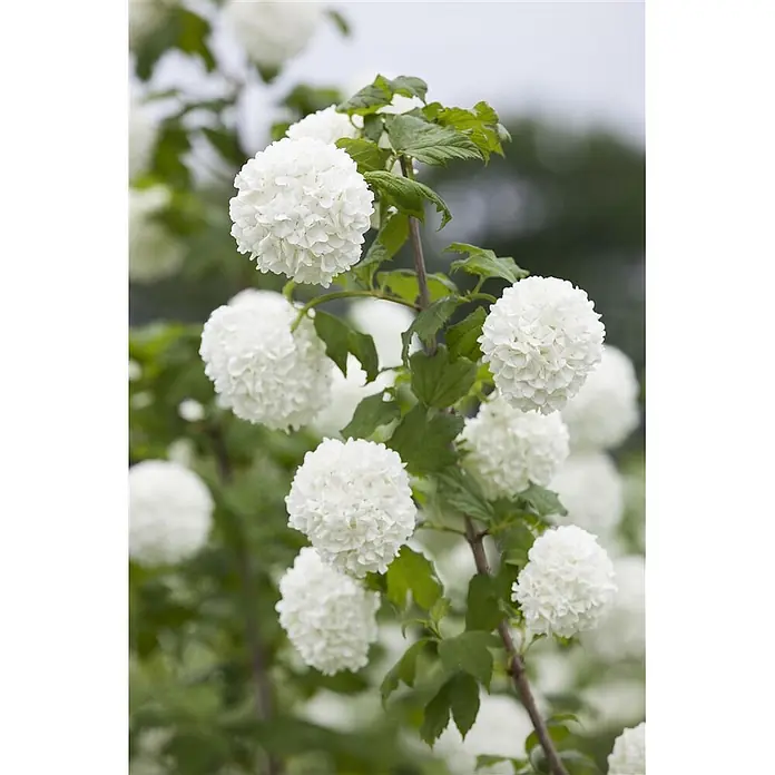 Pflanzen für dich Lorbeer-Schneeball 40-60 cm - Viburnum opulus 'Roseum' - Weiße Schneeballblüten an einer grünen Pflanze mit Blättern.