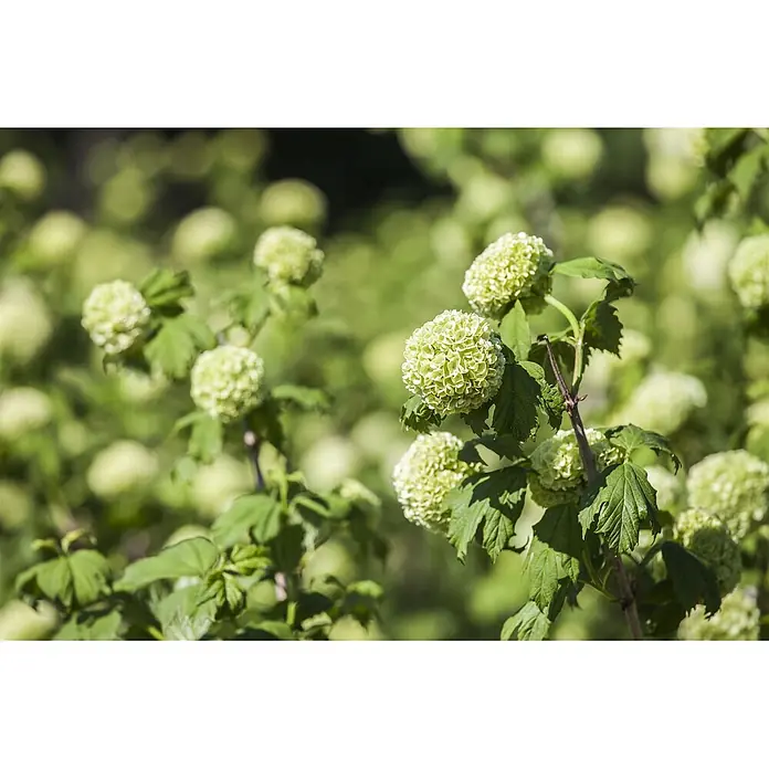 Pflanzen für dich Lorbeer-Schneeball 40-60 cm - Viburnum opulus 'Roseum' - Nahaufnahme von leuchtend hellgrünen, kugelförmigen Blüten, die an einem Strauch mit grünen Blättern blühen.
