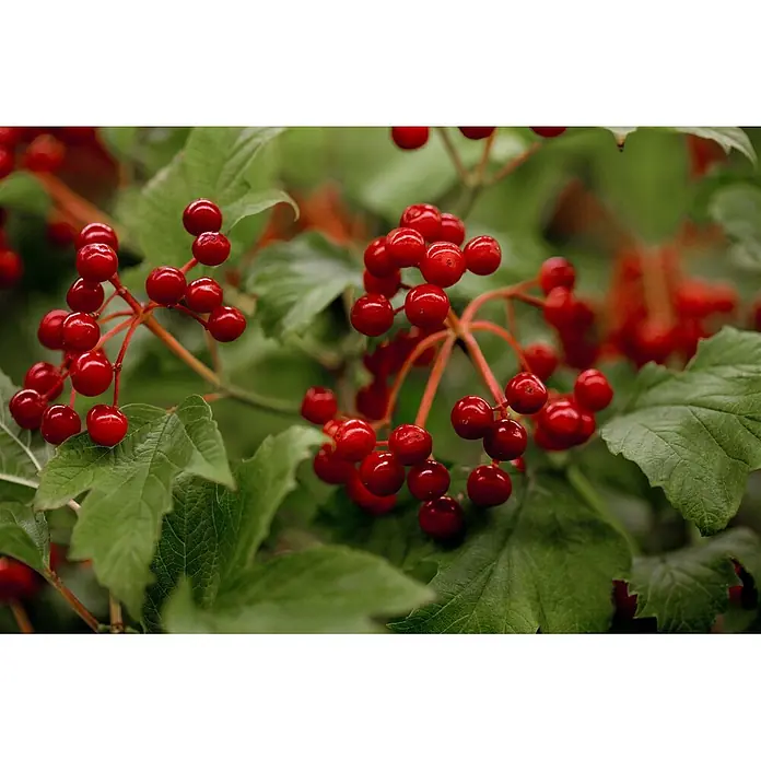 Pflanzen für dich Lorbeer-Schneeball 100-150 cm - Viburnum opulus - Gruppe leuchtend roter Beeren an grünen, belaubten Zweigen einer Pflanze.