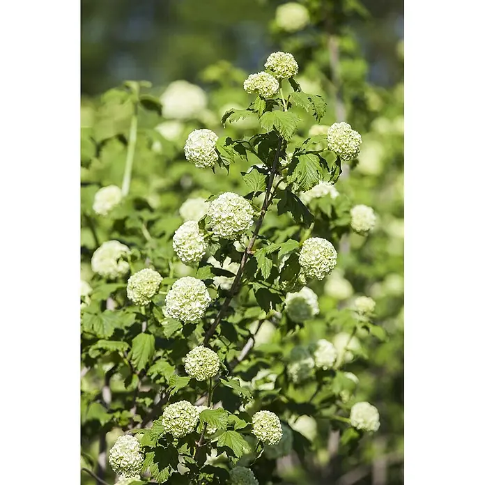 Pflanzen für dich Lorbeer-Schneeball 40-60 cm - Viburnum opulus 'Roseum' - Blühender Strauch mit vielen hellgrünen, kugeligen Blütenständen und grünen Blättern.