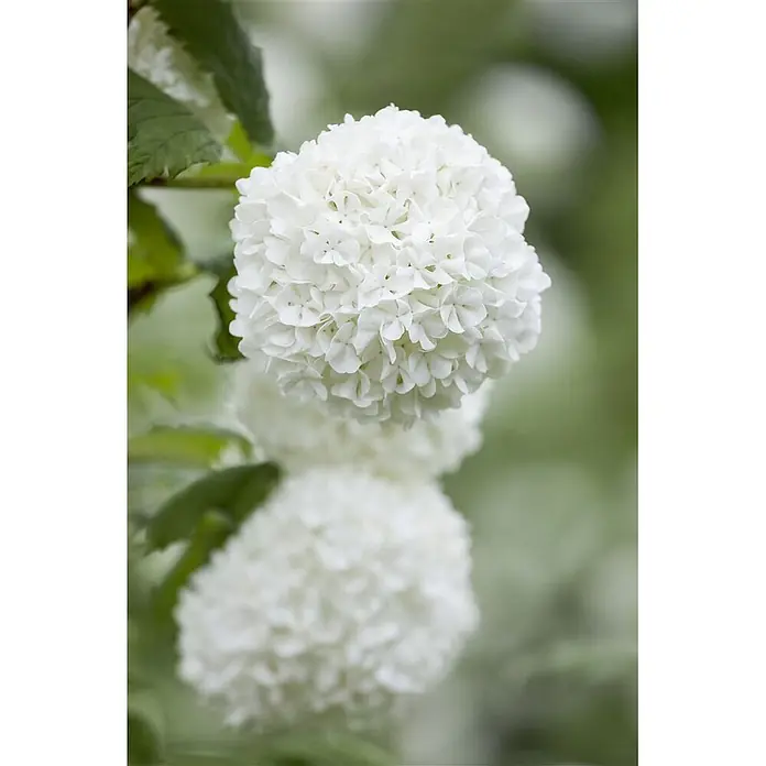Pflanzen für dich Lorbeer-Schneeball 40-60 cm - Viburnum opulus 'Roseum' - Dichter, kugelförmiger Blütenstand aus vielen kleinen weißen Blüten, Teil einer üppig grünen Pflanze.
