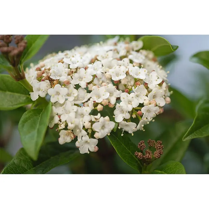 Pflanzen für dich Lorbeer-Schneeball 50-60 cm - Viburnum tinus 'Ladybird' - Dichte Ansammlung kleiner weißer Blüten mit grünen Blättern und rotbraunen Knospen.