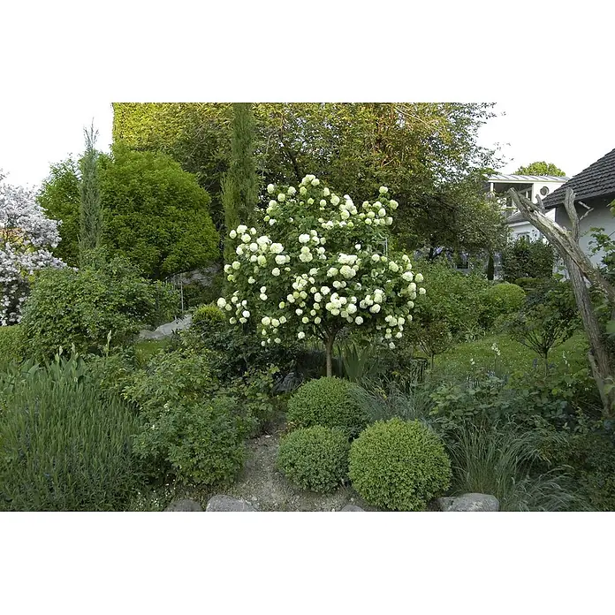 Pflanzen für dich Lorbeer-Schneeball 100-150 cm - Viburnum opulus - Üppiger Garten mit einem Baum voller weißer, kugelförmiger Blüten, umgeben von grünen Sträuchern und Bäumen, mit Haus im Hintergrund.