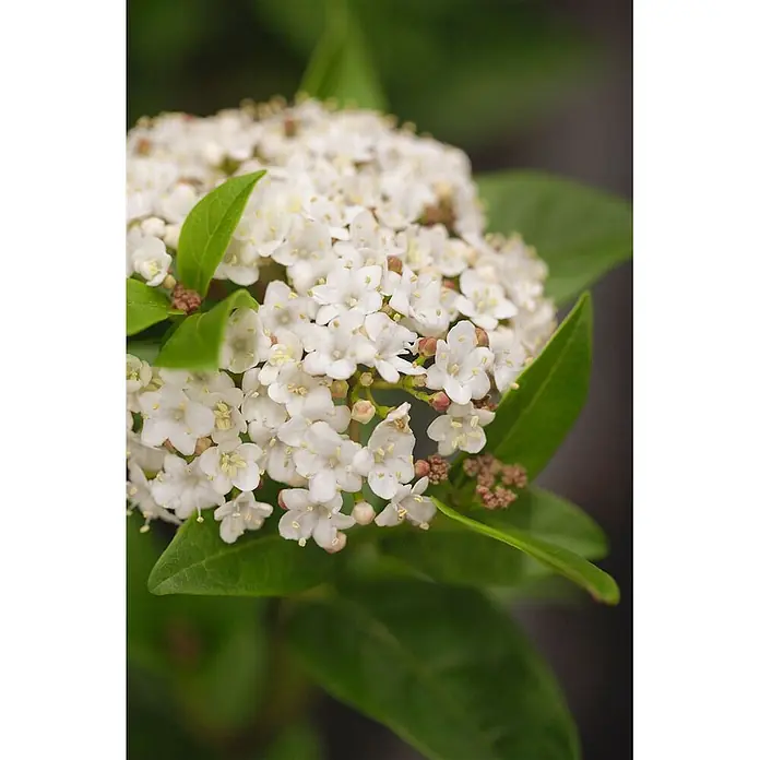 Pflanzen für dich Lorbeer-Schneeball 50-60 cm - Viburnum tinus 'Ladybird' - Büschel kleiner weißer Blüten mit gelben Zentren und grünen Blättern.