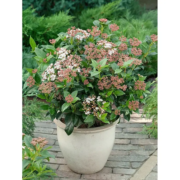 Pflanzen für dich Lorbeer-Schneeball 50-60 cm - Viburnum tinus 'Ladybird' - Blühende Pflanze mit weißen und rosa Blüten und Knospen in hellem Topf auf Steinterrasse.