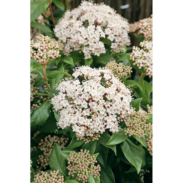 Pflanzen für dich Lorbeer-Schneeball 50-60 cm - Viburnum tinus 'Ladybird' - Dolden kleiner weißer Blüten mit rosa Knospen und grünen Blättern.