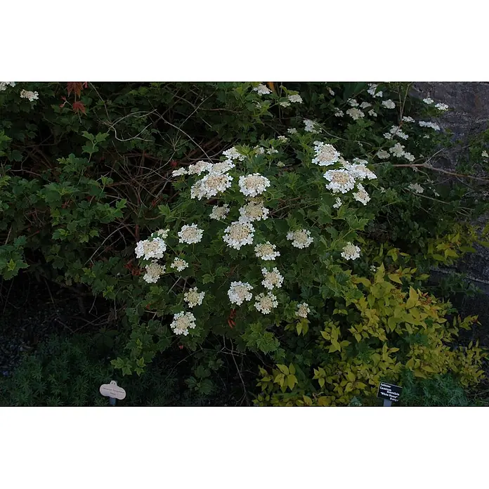Pflanzen für dich Lorbeer-Schneeball 100-150 cm - Viburnum opulus - Ein lebhafter Strauch mit Büscheln kleiner weißer Blüten und grünen Blättern, im Garten.