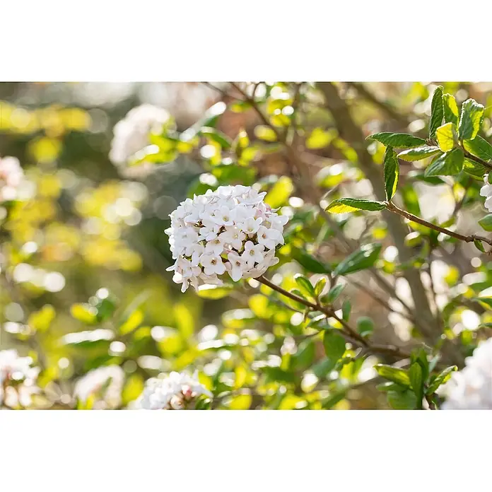 Pflanzen für dich Lorbeer-Schneeball 40-60 cm - Viburnum burkwoodii 'Anne Russell' - Eine Ansammlung zarter weißer und rosafarbener Blüten an einem Zweig, umgeben von verschwommenen grünen Blättern und hellem Bokeh.