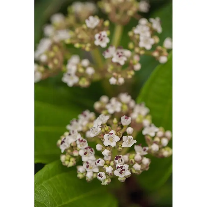 Pflanzen für dich Lorbeer-Schneeball 40-60 cm - Viburnum davidii - Büschel kleiner weißer Blüten mit dunkelroten Zentren, inmitten von Laub blühend.