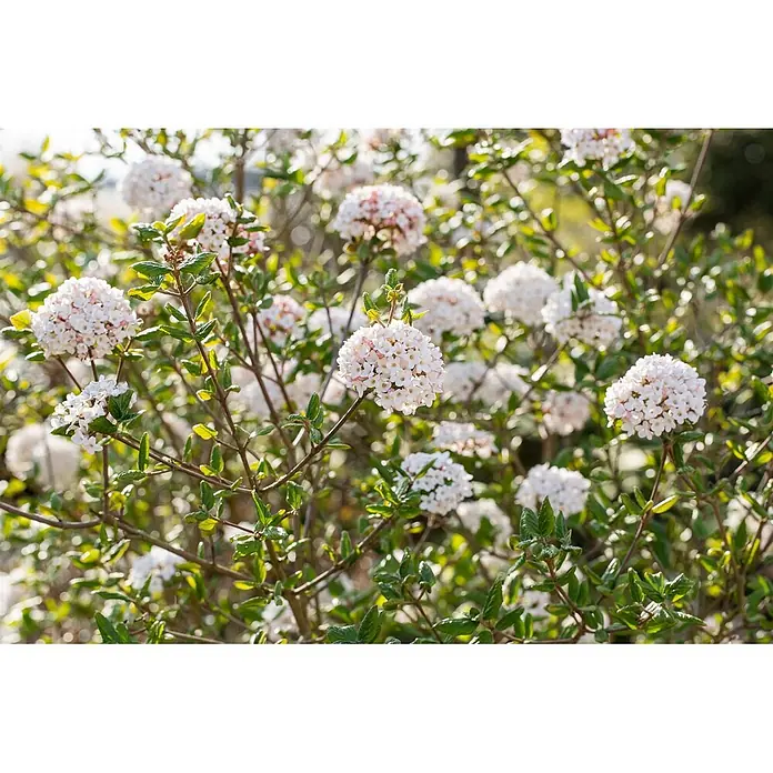 Pflanzen für dich Lorbeer-Schneeball 40-60 cm - Viburnum burkwoodii 'Anne Russell' - Weiße und hellrosa kugelförmige Blütenbüschel blühen an einem grünen Strauch.