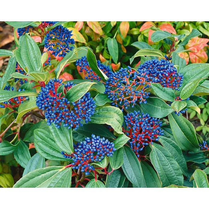 Pflanzen für dich Lorbeer-Schneeball 40-60 cm - Viburnum davidii - Nahaufnahme einer Pflanze mit Büscheln leuchtend blauer Beeren an roten Stielen, umgeben von grünen Blättern.