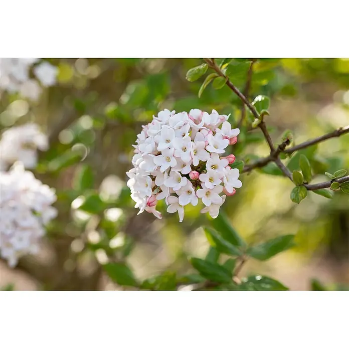 Pflanzen für dich Lorbeer-Schneeball 40-60 cm - Viburnum burkwoodii 'Anne Russell' - Ein Blütenstand kleiner weißer Blumen mit rosa Rändern und gelben Zentren, blühend an einem belaubten Ast.