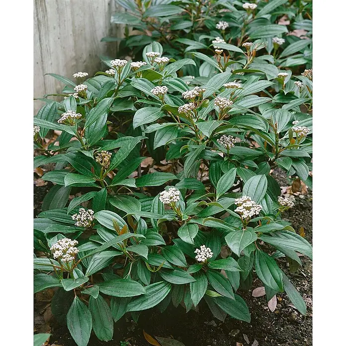 Pflanzen für dich Lorbeer-Schneeball 40-60 cm - Viburnum davidii - Eine üppige grüne Pflanze mit kleinen weißen Blütenbüscheln im Freien.