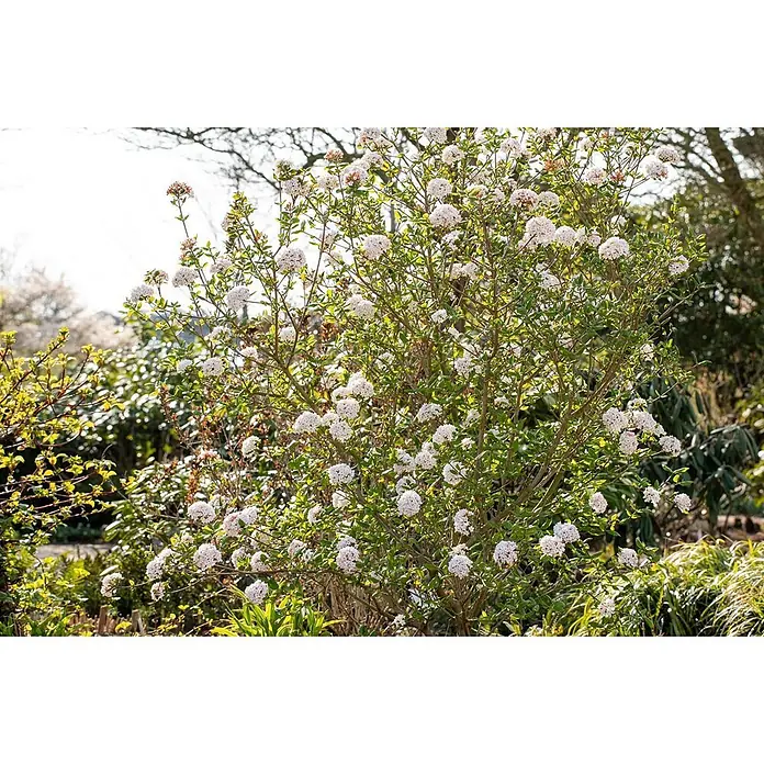Pflanzen für dich Lorbeer-Schneeball 40-60 cm - Viburnum burkwoodii 'Anne Russell' - Strauch mit vielen kleinen weißen und hellrosa Blüten und grünen Blättern, der im Garten blüht.