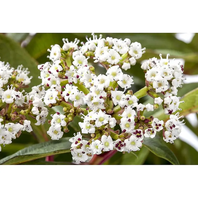 Pflanzen für dich Lorbeer-Schneeball 40-60 cm - Viburnum davidii - Gruppe kleiner weißer Blüten mit gelben Zentren und rötlich-violetten Akzenten.