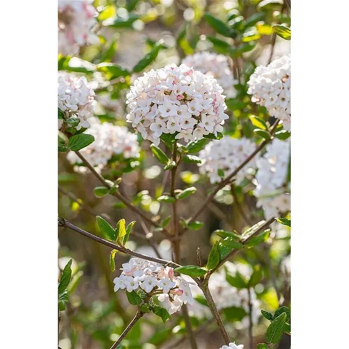 Pflanzen für dich Lorbeer-Schneeball 40-60 cm - Viburnum burkwoodii 'Anne Russell' - Blütenstand mit weißen und rosa Blüten und grünen Blättern an einem Strauchzweig.