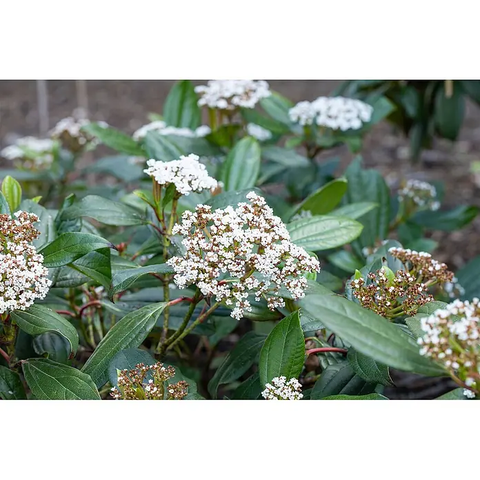Pflanzen für dich Lorbeer-Schneeball 40-60 cm - Viburnum davidii - Ein grünblättriger Strauch mit Dolden kleiner weißer Blüten.