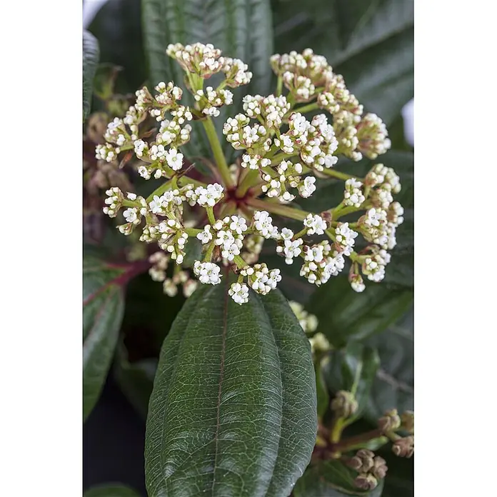 Pflanzen für dich Lorbeer-Schneeball 40-60 cm - Viburnum davidii - Pflanze mit weißen, gebündelten Blüten und dunkelgrünen, strukturierten Blättern.