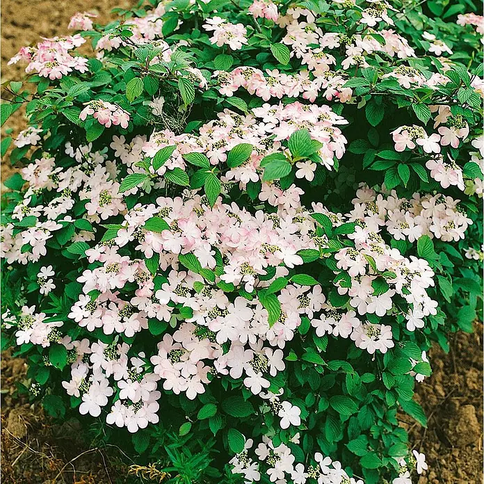 Pflanzen für dich Lorbeer-Schneeball 40-60 cm - Viburnum plicatum 'Pink Beauty' - Üppiger Blütenstrauch mit zarten rosa-weißen Blütenbüscheln und grünen Blättern.