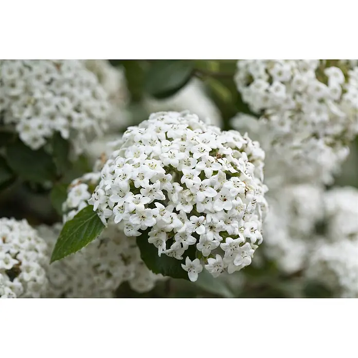 Pflanzen für dich Lorbeer-Schneeball 40-60 cm - Viburnum burkwoodii - Dichter Blütenstand kleiner weißer Blüten mit gelb-braunen Zentren.