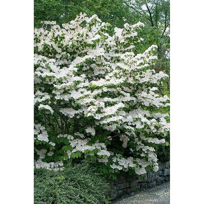Pflanzen für dich Lorbeer-Schneeball 40-60 cm - Viburnum plicatum 'Pink Beauty' - Ein großer, üppiger Strauch, bedeckt mit zarten weißen Blüten und grünen Blättern in einem Garten.