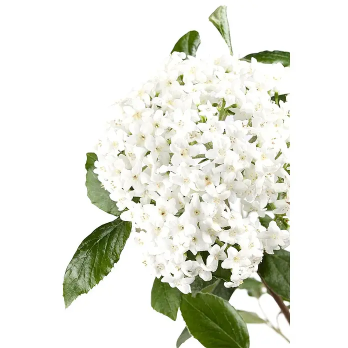 Pflanzen für dich Lorbeer-Schneeball 40-60 cm - Viburnum burkwoodii - Dichte Gruppe kleiner weißer Blüten mit grünen Blättern.